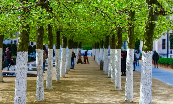 Unga gröna träd gränd i offentlig park i Bryssel — Stockfoto