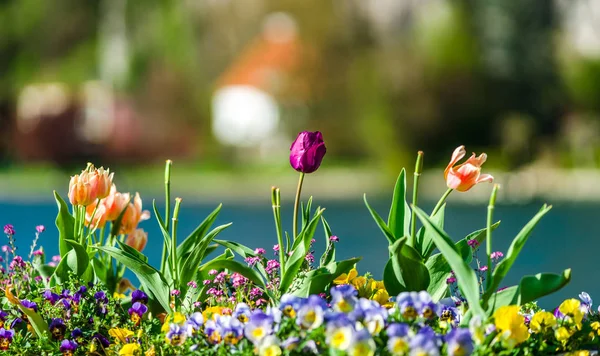 Tulipanes coloridos sobre fondo borroso, ribera del río, Namur, Messe — Foto de Stock