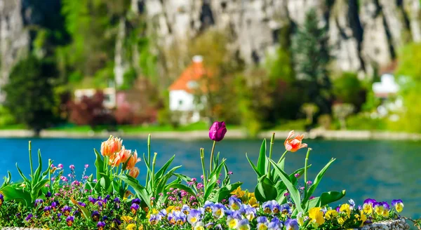 Tulipani colorati su sfondo azzurrato, riva del fiume, Namur, Messe — Foto Stock