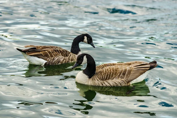 Lindos mallard com cabeça preta no lago — Fotografia de Stock