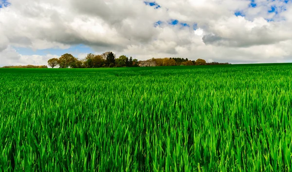 Champ vert vif vue rapprochée avec horizon sur fond — Photo