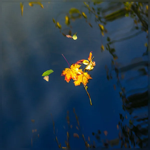 Herbst Ahornblatt auf dem blauen See Wasser — Stockfoto