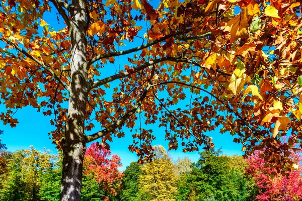 Colores otoñales vívidos de hojas en el parque — Foto de Stock