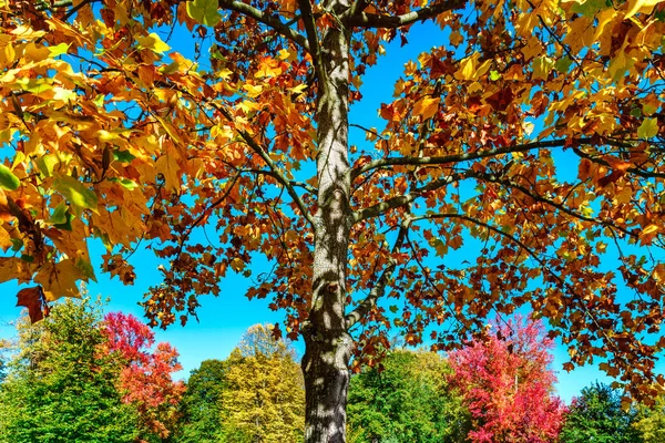 Colores otoñales vívidos de hojas en el parque — Foto de Stock