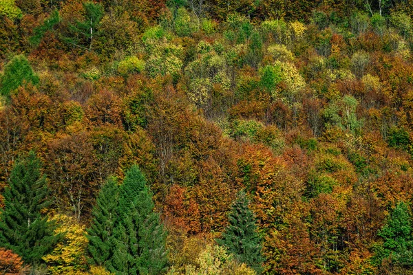 法国阿尔萨斯的五颜六色的秋天森林 — 图库照片