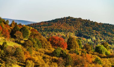 Sonbahar ormanlarda renkli: Alsace, Fransa