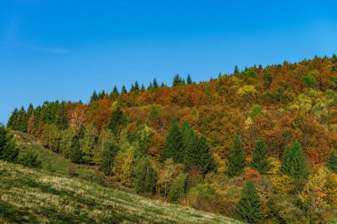 Sonbahar ormanlarda renkli: Alsace, Fransa