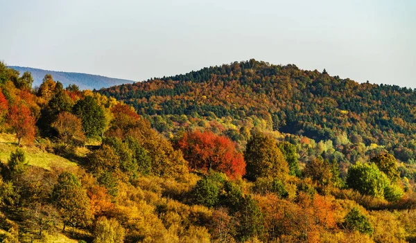 法国阿尔萨斯的五颜六色的秋天森林 — 图库照片