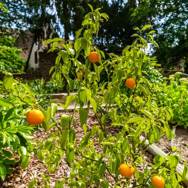 Pequenos cumquats laranja na pequena árvore — Fotografia de Stock