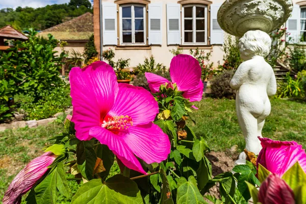 Die letzten Blumen im herbstlichen Garten — Stockfoto