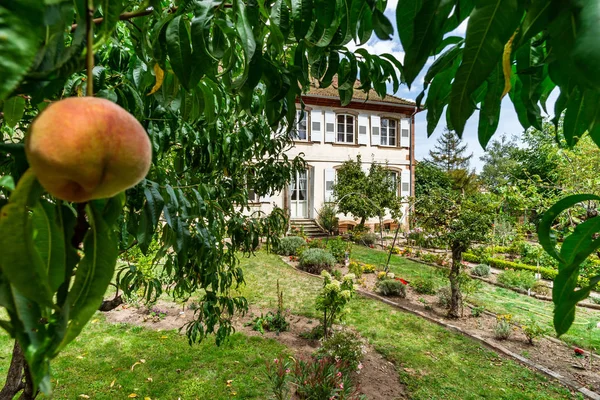 Lilla trädgård, höstlig utsikt genom det persiko trädet — Stockfoto