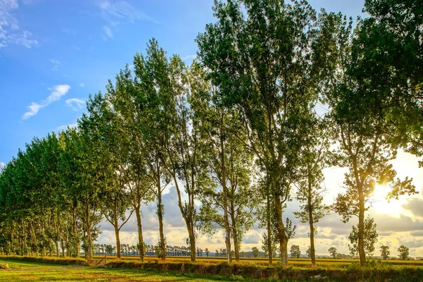 Hermosa luz del sol a través de los árboles, hora del atardecer — Foto de Stock