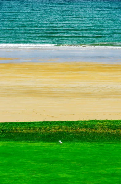 Gaviota blanca sobre hierba verde cerca del mar, tricolor abstracto pictur —  Fotos de Stock