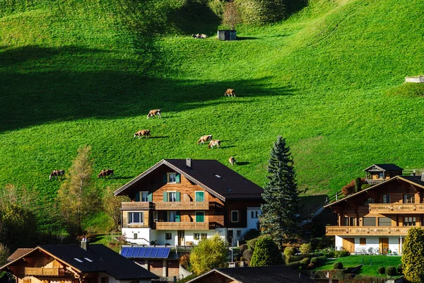 Little cows on green grass hill near the village, miniature view