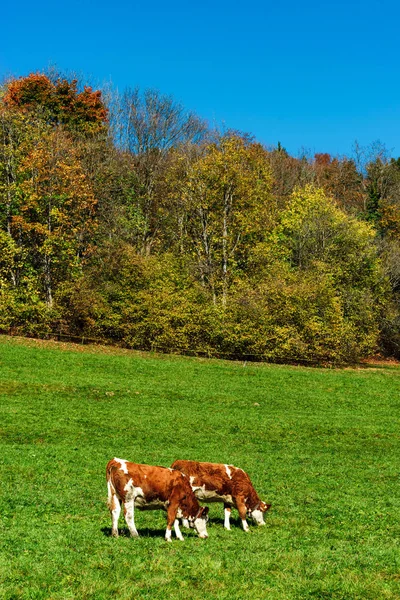Brown berkarat sapi di padang rumput hijau, musim gugur cerah — Stok Foto