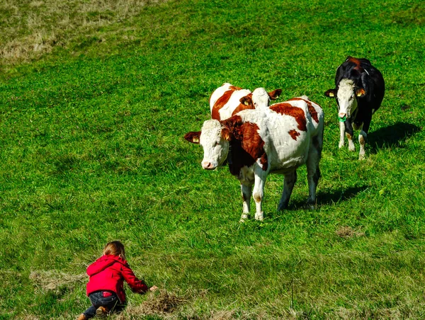 Niña queriendo jugar con vaquero marrón la colina —  Fotos de Stock