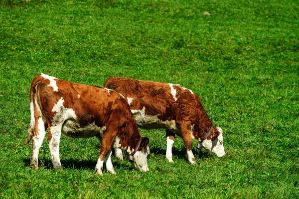 Vacas de cenoura rufous marrons em pasto de grama verde, outono ensolarado — Fotografia de Stock