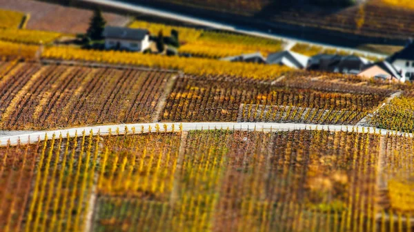 İsviçre sonbahar üzüm bağları, tilt-shift havadan görünümü — Stok fotoğraf