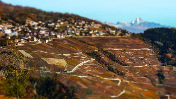 Vista aerea inclinata dei vigneti autunnali in Svizzera — Foto Stock
