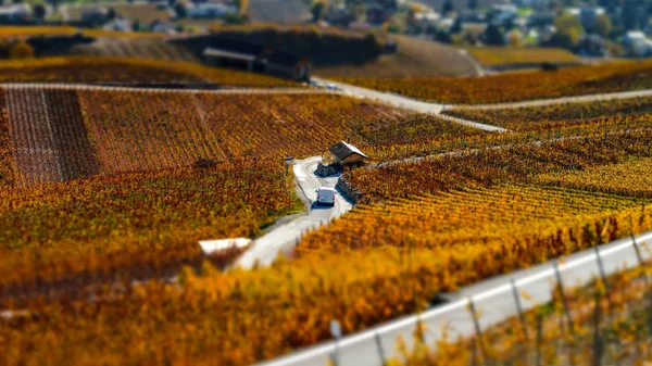 Tilt-shift luchtfoto van herfst wijngaarden in Zwitserland — Stockfoto