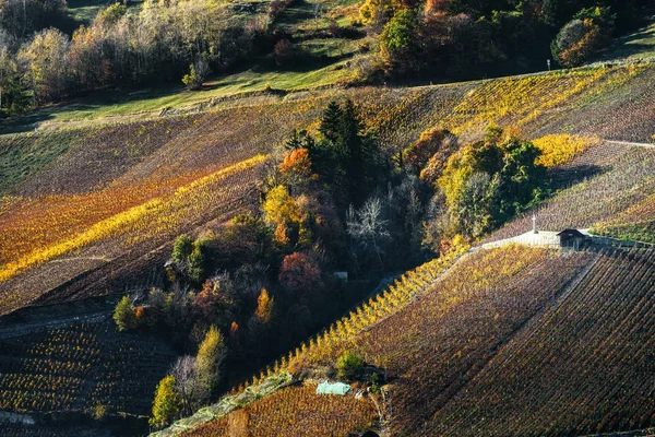 Rezavý barevné podzimní vineards krajina letecký pohled — Stock fotografie