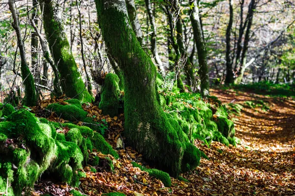 Sonbahar orman, güneş ve gölge, natura güzel yeşil yosun — Stok fotoğraf