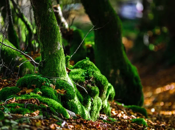 Beautiful green moss in autumnal forest, sun and shadows, natura — Stock Photo, Image