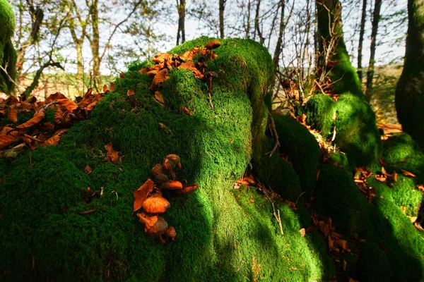 Bellissimo muschio verde nella foresta autunnale, sole e ombre, natura — Foto Stock