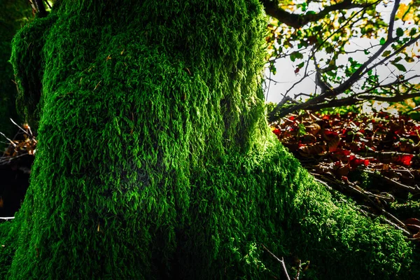 Belo musgo verde na floresta outonal, sol e sombras, natura — Fotografia de Stock