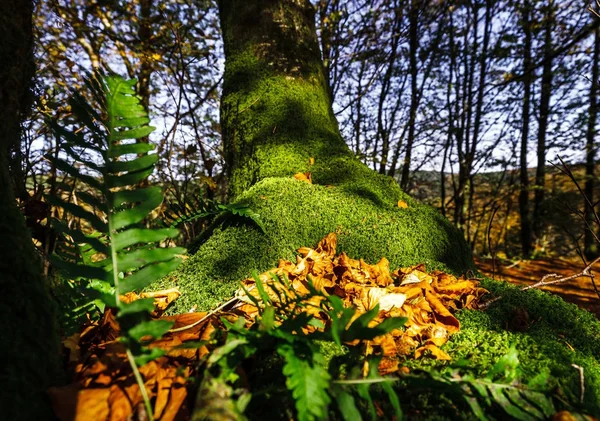 Hermoso musgo verde en bosque otoñal, sol y sombras, natura —  Fotos de Stock