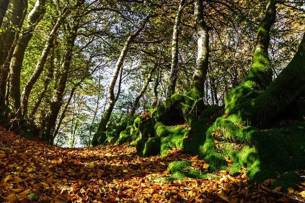 美丽的绿色苔藓在秋天的森林, 太阳和阴影, 自然 — 图库照片