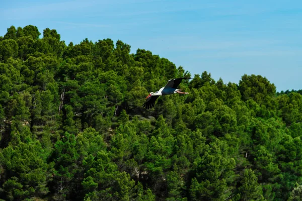 Schöner Storch mit roter Feder fliegt in den blauen Himmel — Stockfoto