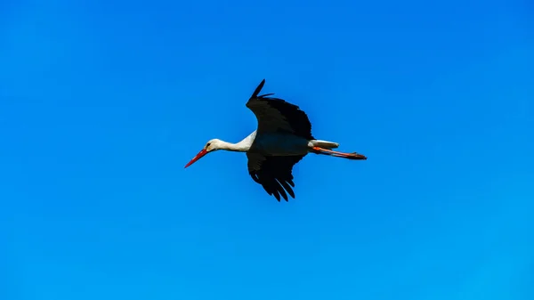 푸른 하늘에서 날고 빨간색 펜촉으로 아름 다운 황새 — 스톡 사진