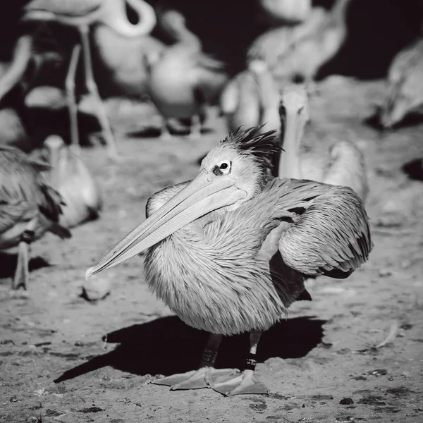 Pelikan ist die bedeutende Persönlichkeit einer Vogelkolonie — Stockfoto