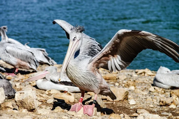 Schöne pelikanische Erdung zur Seeseite, große Flügel, stolz — Stockfoto