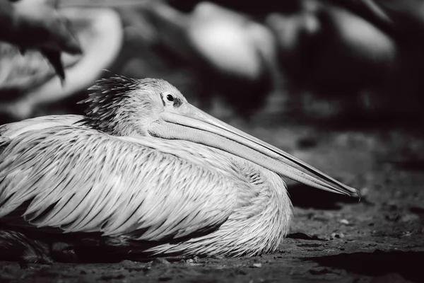 Pelican è l'importante personagein colonia di uccelli — Foto Stock