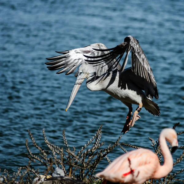 Vackra pelican jordning till sjön sida, stora vingar, stolt — Stockfoto