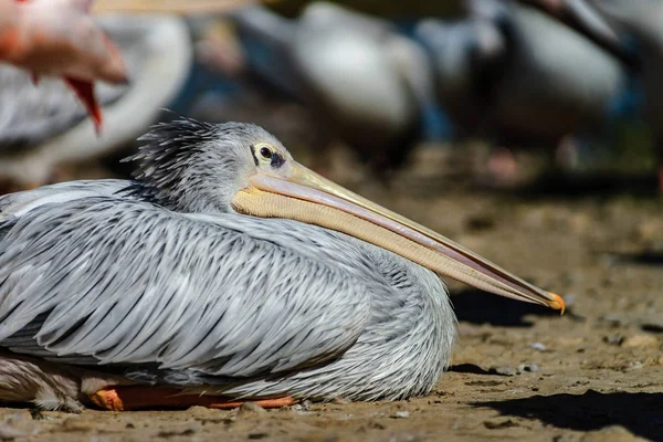 Pelikan ist die bedeutende Persönlichkeit einer Vogelkolonie — Stockfoto