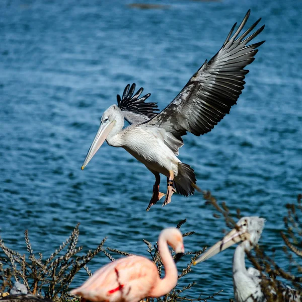Όμορφη Πελεκάνος γείωσης προς την πλευρά της λίμνης, μεγάλα φτερά, περήφανα — Φωτογραφία Αρχείου