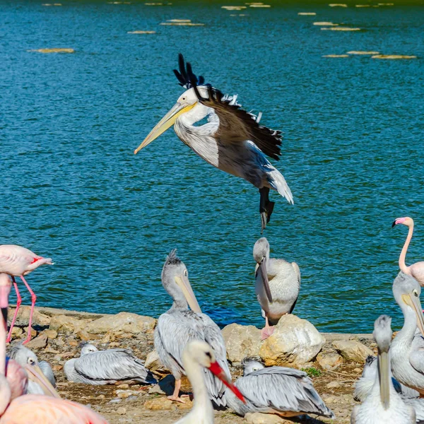 Schöne pelikanische Erdung zur Seeseite, große Flügel, stolz — Stockfoto