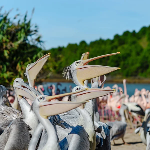 Grupa pelikanów czeka i łapanie ich żywność, ryby, kolacja — Zdjęcie stockowe