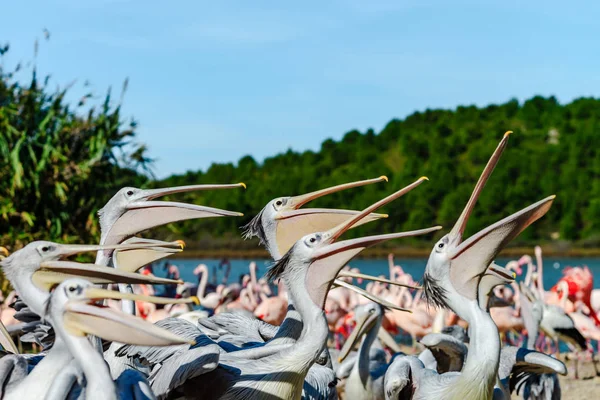 Skupina pelikánů čekání a zachycení jejich jídla, ryby, večeře — Stock fotografie