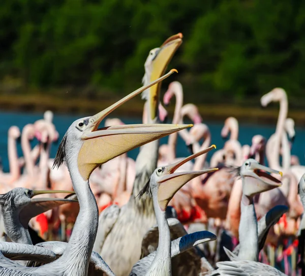 Pelikane warten und fangen ihr Futter, Fisch, Abendessen — Stockfoto