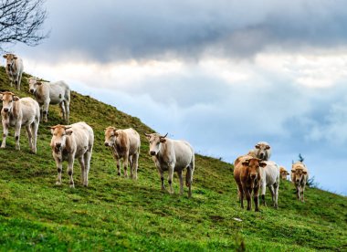 Kahverengi ve beyaz inek tarih Pzr, sakin ve huzurlu otlak, Py