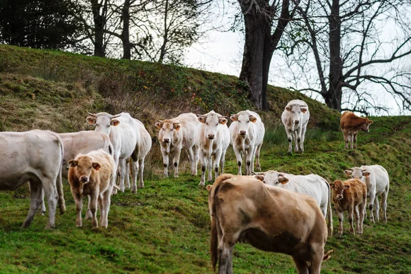 Brown and white cows on the sun, calm and tranquil pasturage, Py — Stock Photo, Image