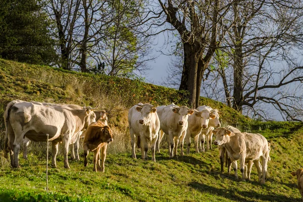 Kahverengi ve beyaz inek tarih Pzr, sakin ve huzurlu otlak, Py — Stok fotoğraf