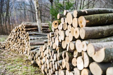 Ormanda, doğru odun yığını bahar