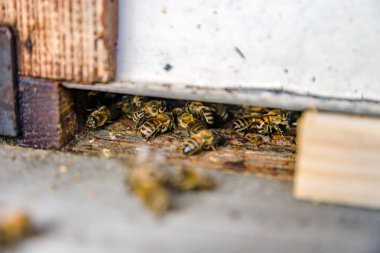 Uçan arılara yaklaş. Tahta arı kovanı ve arılar.