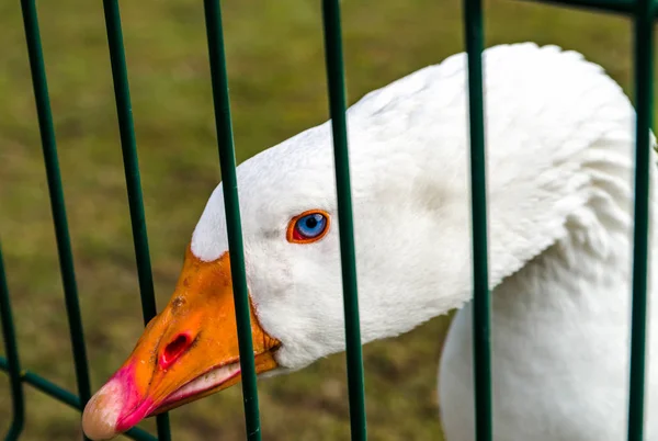 Beyaz kaz kafa closeup görünümü, çiftlik hayvanları — Stok fotoğraf