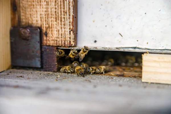 Primer plano de las abejas voladoras. Colmena de madera y abejas. — Foto de Stock